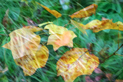 CR_herfst5