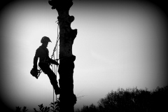 DD_tree-hanger_23_04_25