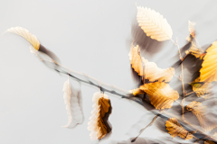 EB_ICM2-0F5A6350