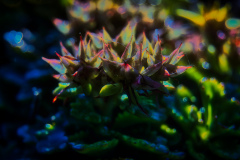 FM_Bevreemdende-natuur-01