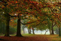 FM_Ruelensvest-in-de-Herfst
