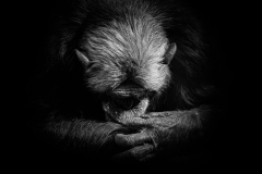 Zoo-Olmen