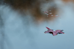 RD_2312_3227