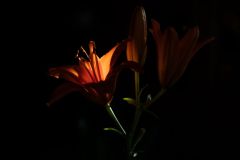 IMG_5679-a